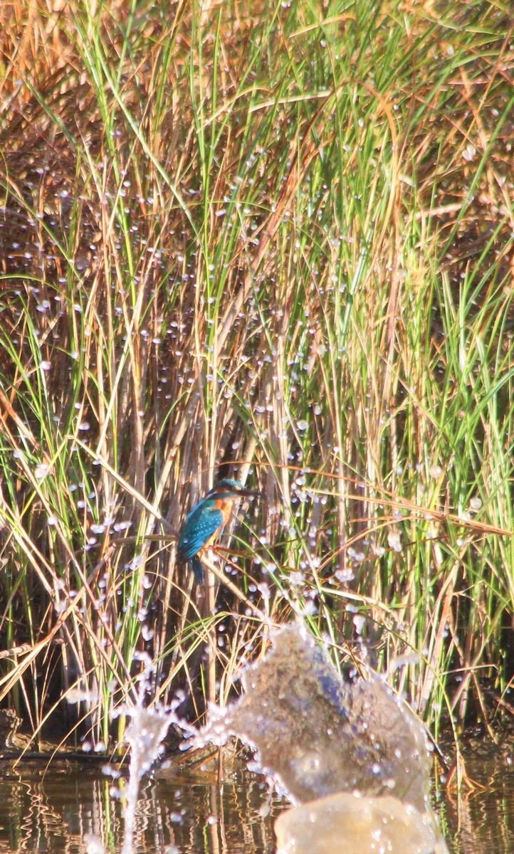 Tedavisi tamamlanan yalıçapkını, özgürlüğe kanat çırptı