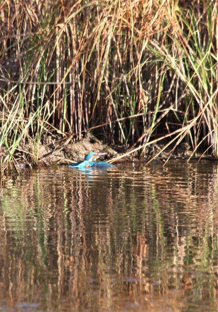 Tedavisi tamamlanan yalıçapkını, özgürlüğe kanat çırptı