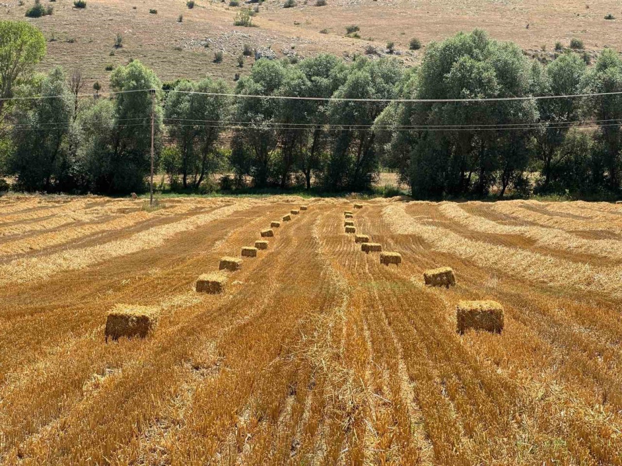 Buğday hasadından kalan saman hayvanlara yem olacak