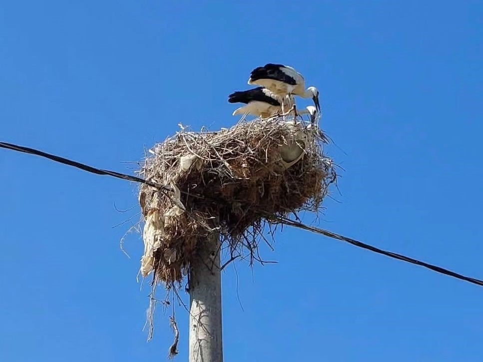 Nilüfer’de leylekler konuşuldu