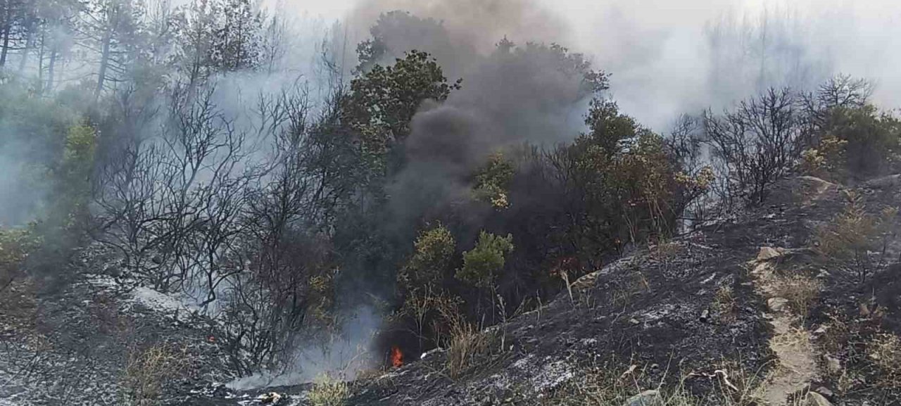 Lapseki’de orman yangını