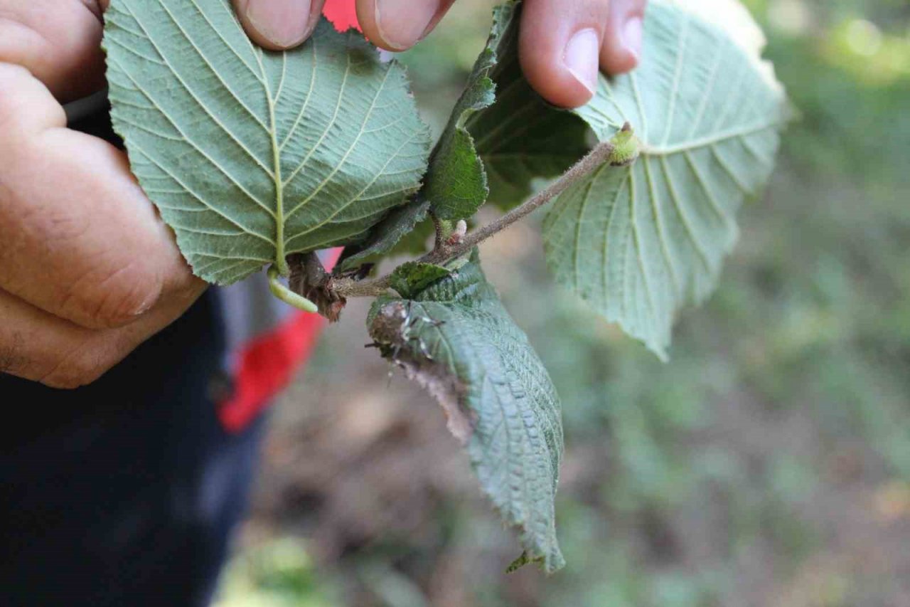 Fındıkta kahverengi ve yeşil kokarca uyarısı
