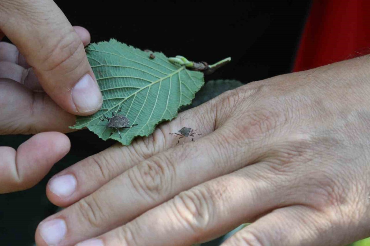 Fındıkta kahverengi ve yeşil kokarca uyarısı
