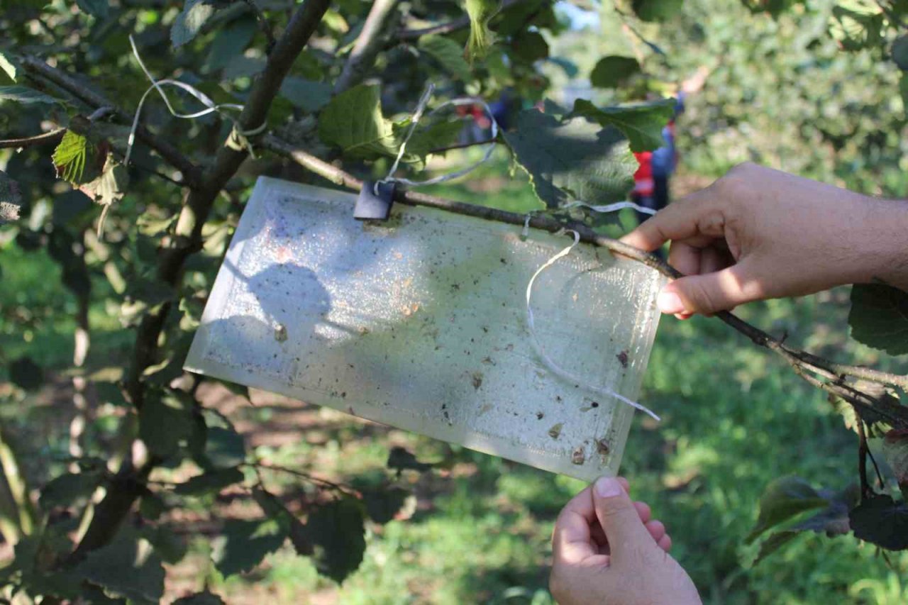 Fındıkta kahverengi ve yeşil kokarca uyarısı