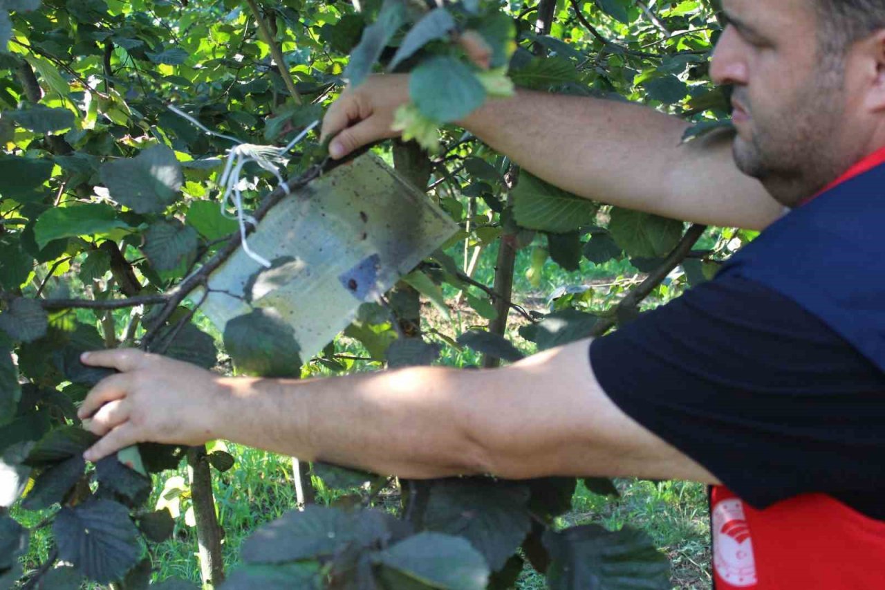 Fındıkta kahverengi ve yeşil kokarca uyarısı