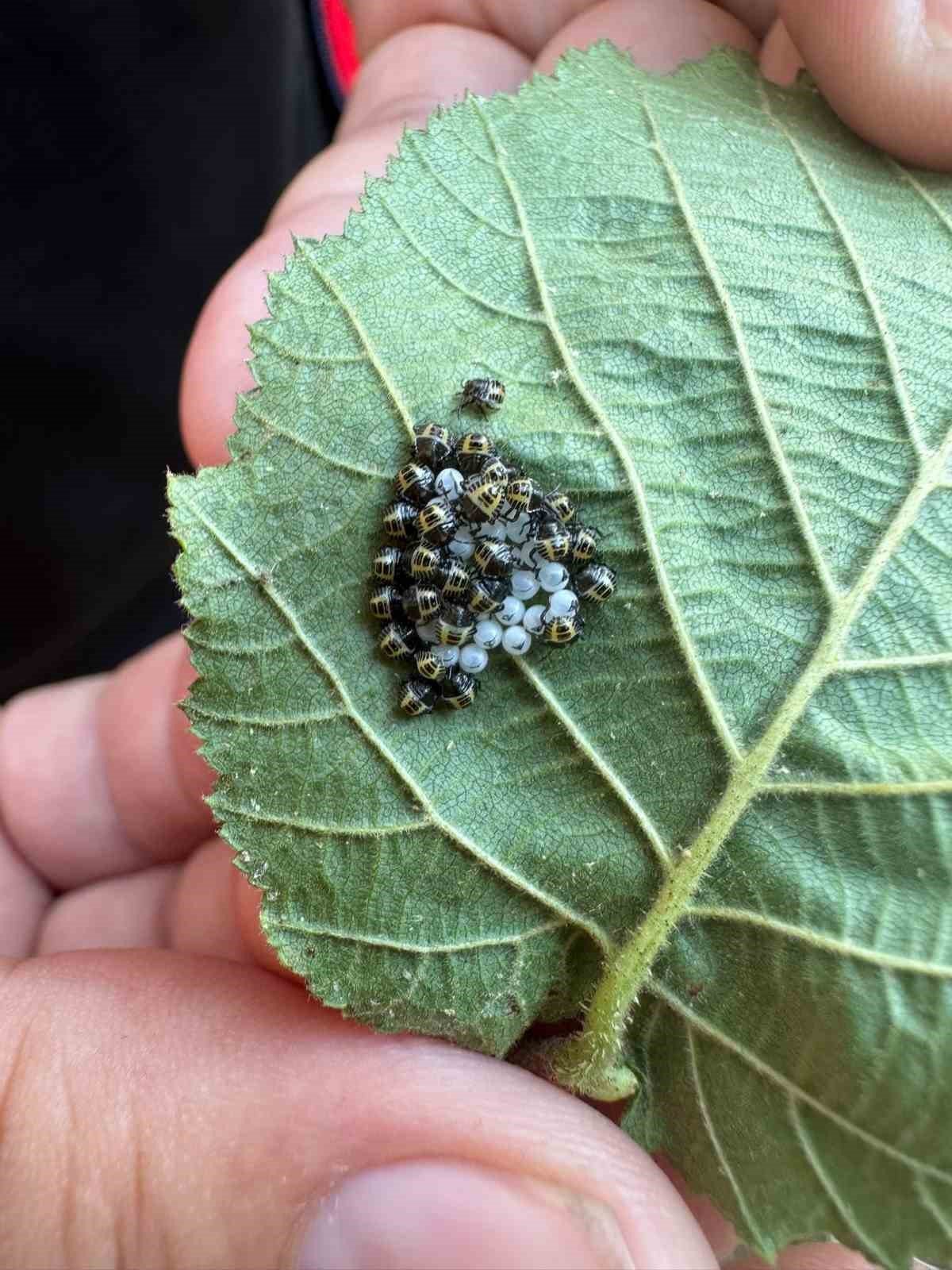 Fındıkta kahverengi ve yeşil kokarca uyarısı