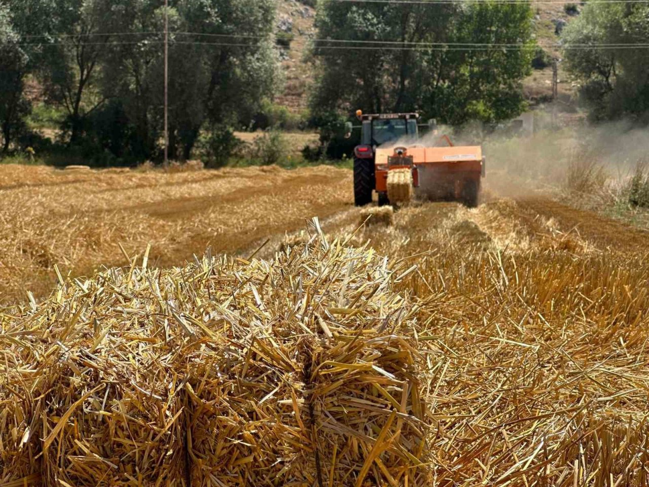 Buğday hasadından kalan saman hayvanlara yem olacak