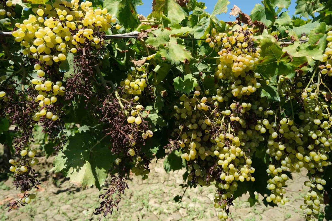 Dünyaca ünlü üzümü mildiyö vurdu, rekolte düştü