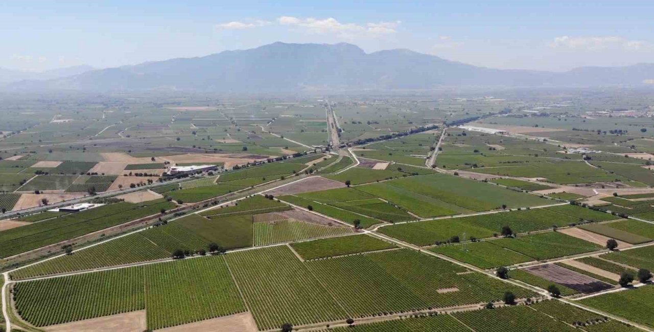 Dünyaca ünlü üzümü mildiyö vurdu, rekolte düştü