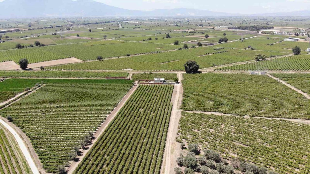 Dünyaca ünlü üzümü mildiyö vurdu, rekolte düştü