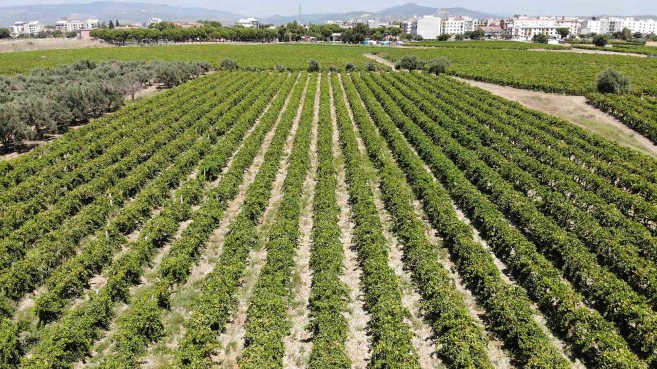 Dünyaca ünlü üzümü mildiyö vurdu, rekolte düştü