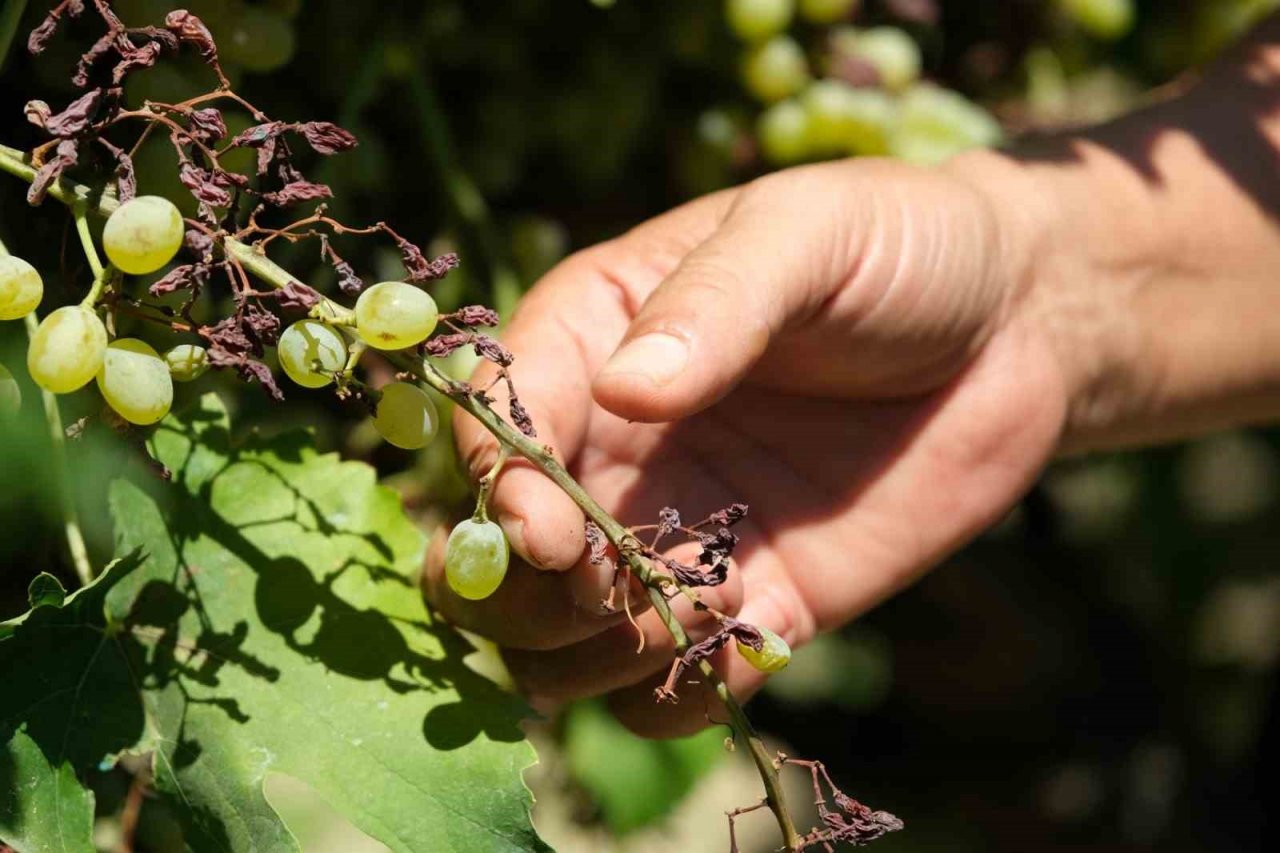 Dünyaca ünlü üzümü mildiyö vurdu, rekolte düştü