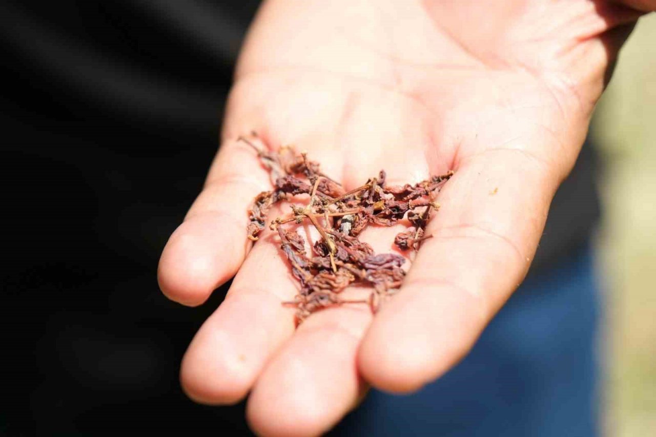 Dünyaca ünlü üzümü mildiyö vurdu, rekolte düştü