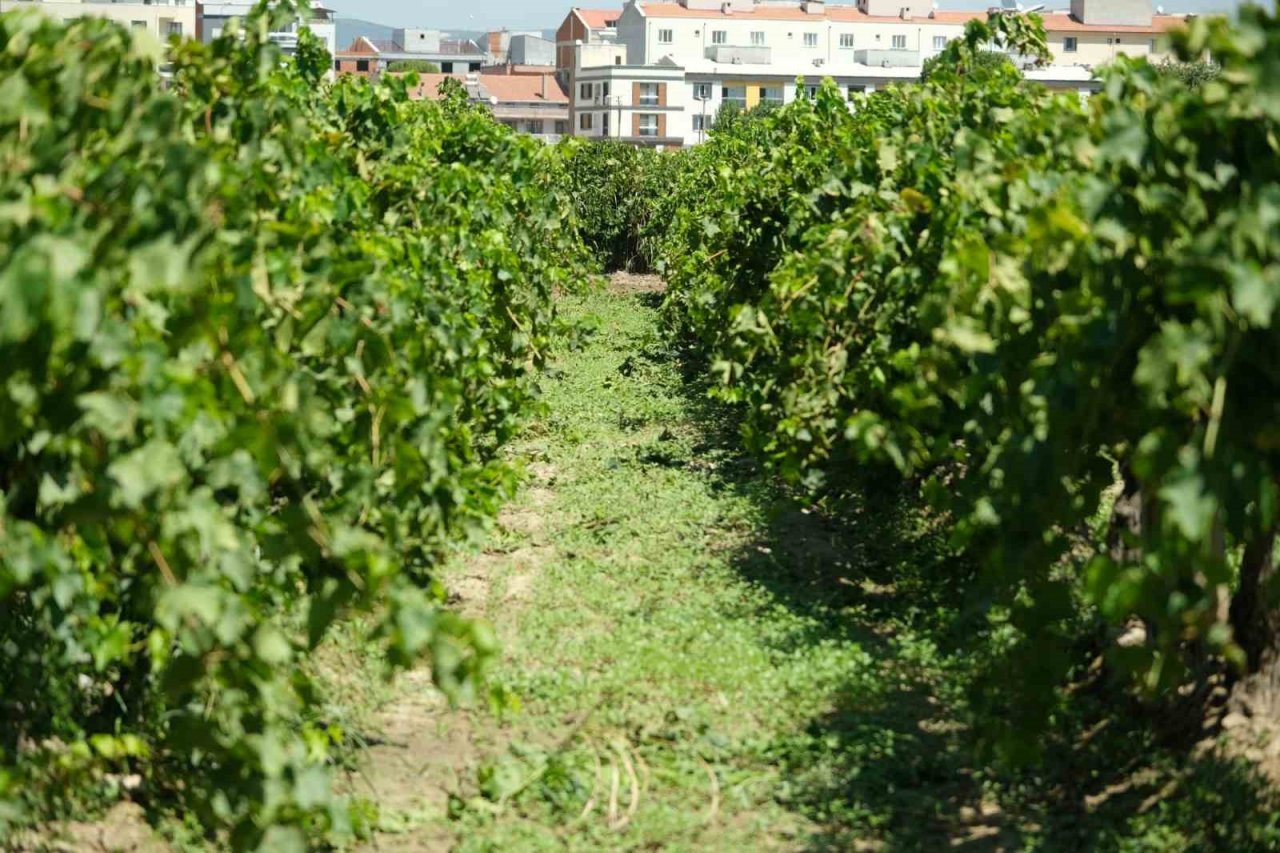 Dünyaca ünlü üzümü mildiyö vurdu, rekolte düştü