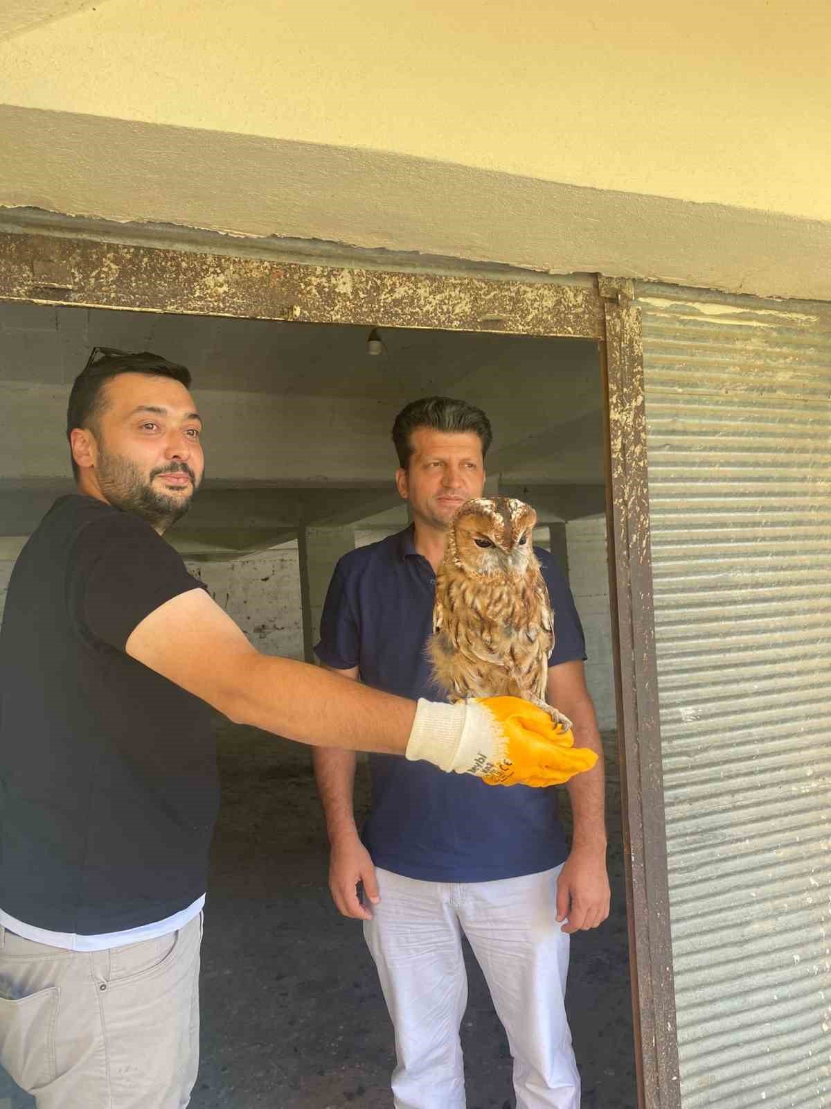 Giresun’da minarede mahsur kalan baykuş kurtarıldı