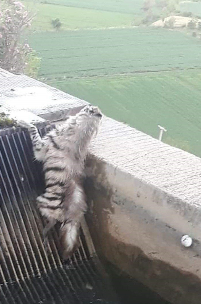 Nesli tükenmekte olan çizgili sırtlan 43 yıl sonra ilk kez görüntülendi