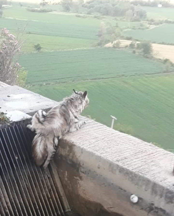 Nesli tükenmekte olan çizgili sırtlan 43 yıl sonra ilk kez görüntülendi