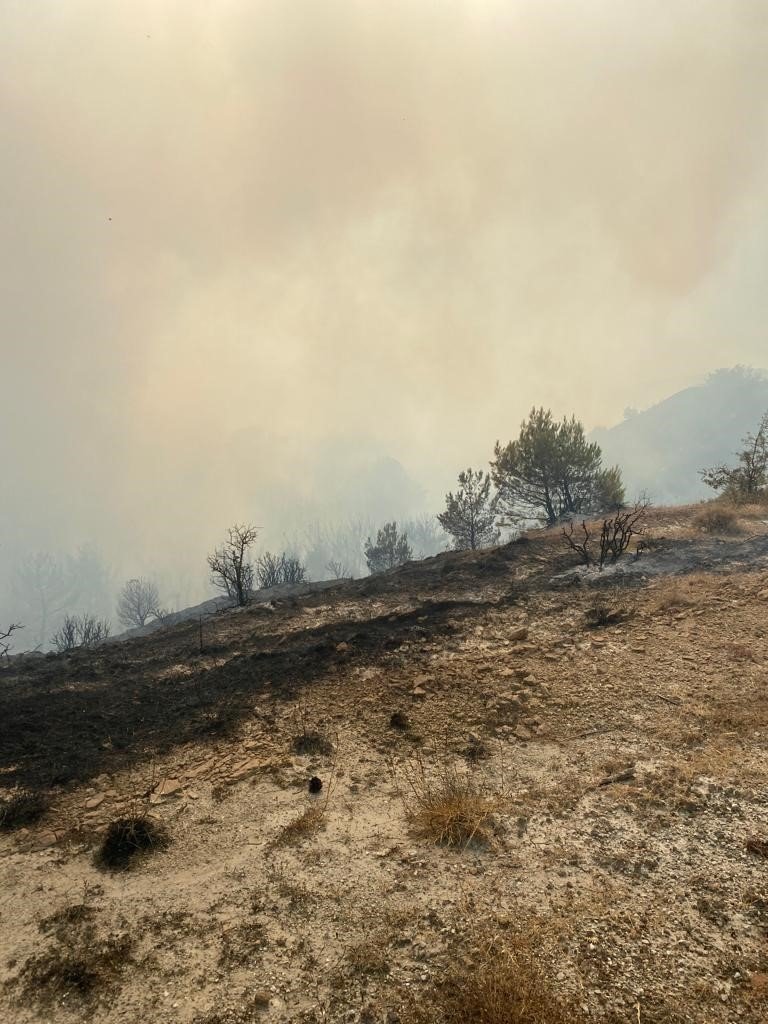 Manisa’da orman yangını