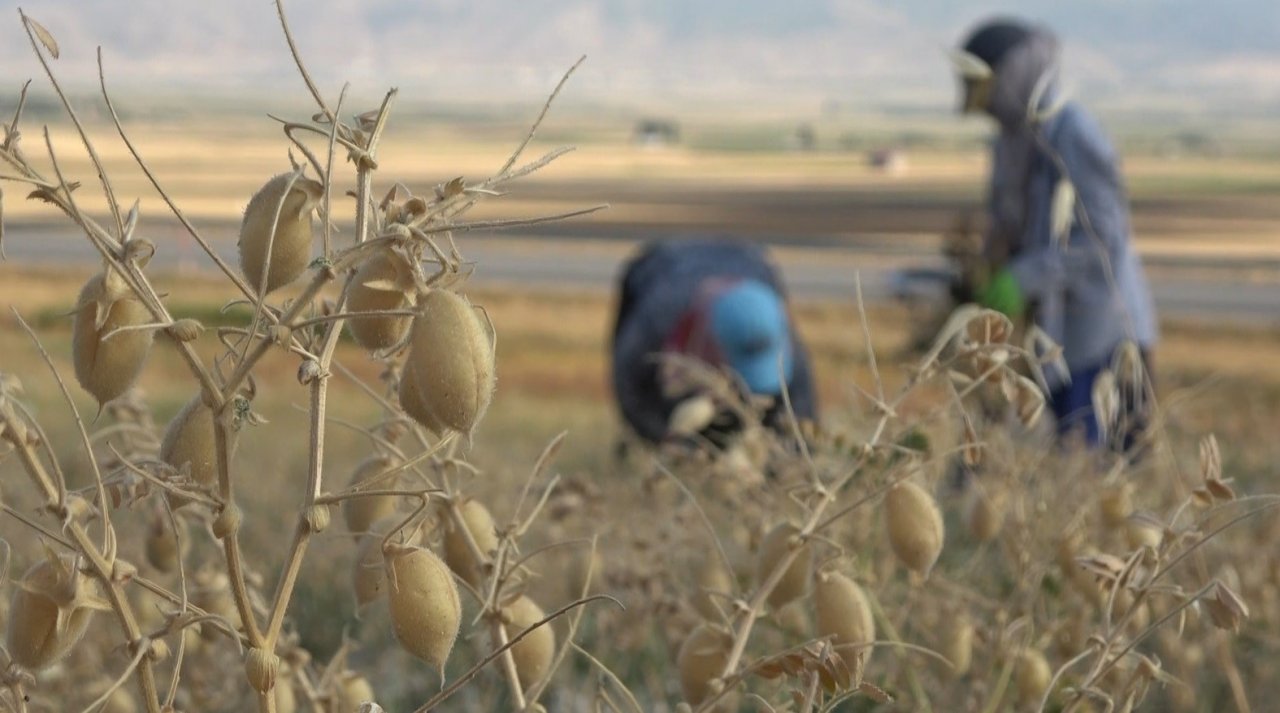 Elle nohut biçen kadınlar aile ekonomisine katkı sağlıyor