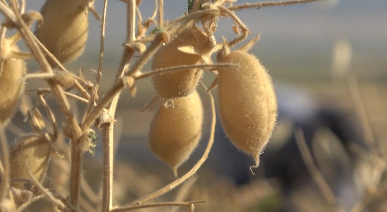 Elle nohut biçen kadınlar aile ekonomisine katkı sağlıyor