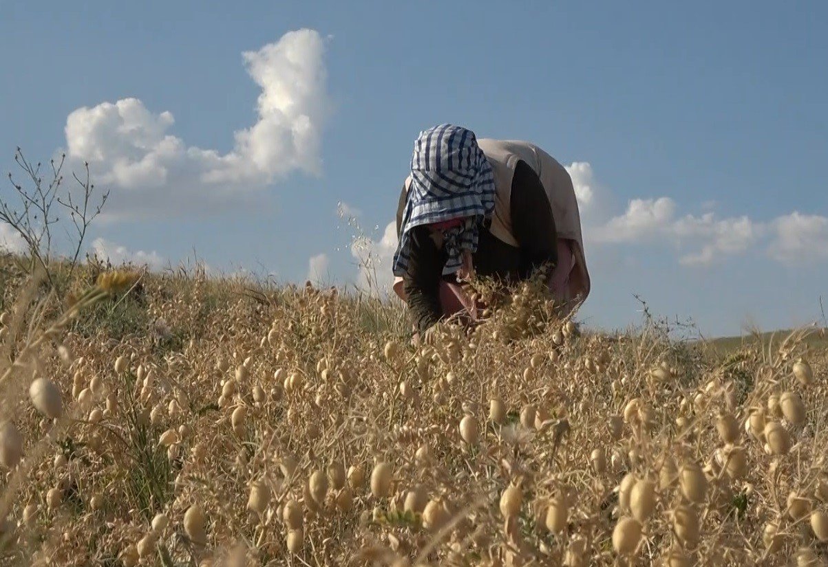 Elle nohut biçen kadınlar aile ekonomisine katkı sağlıyor