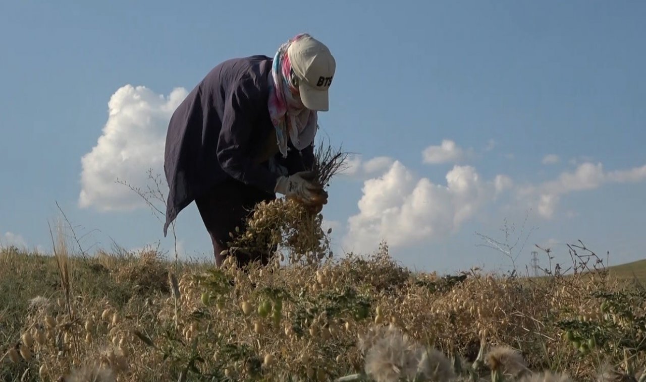 Elle nohut biçen kadınlar aile ekonomisine katkı sağlıyor