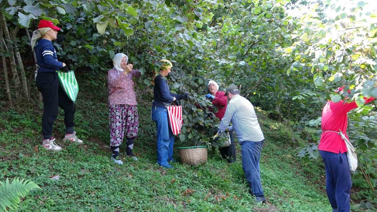 Ordu’da fındık hasadı başladı