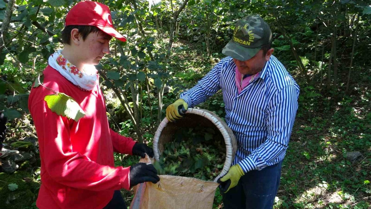 Ordu’da fındık hasadı başladı