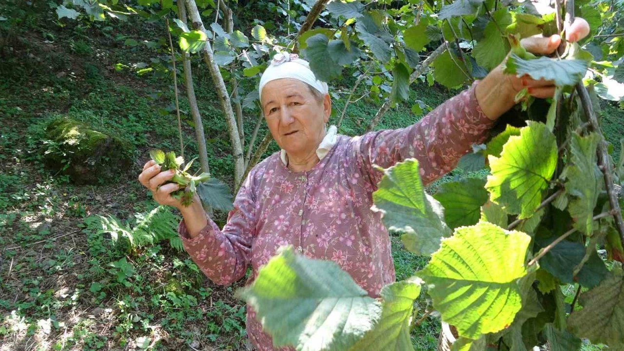 Ordu’da fındık hasadı başladı
