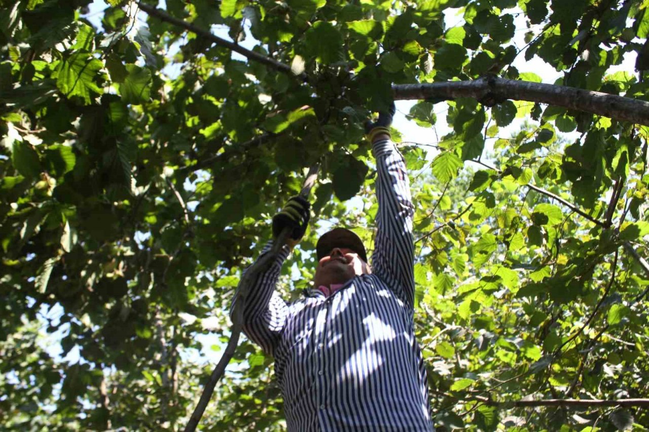 Ordu’da fındık hasadı başladı