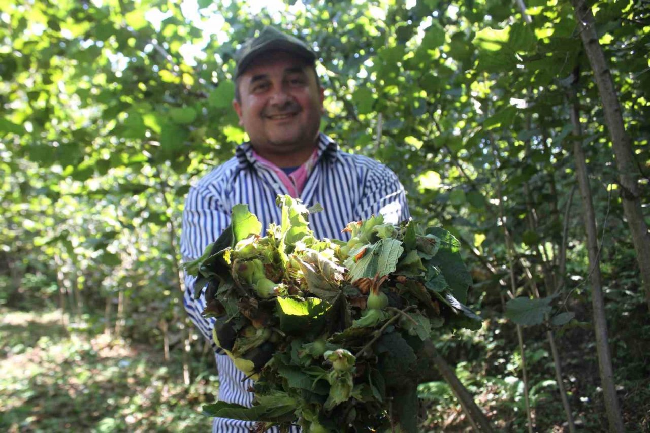 Ordu’da fındık hasadı başladı