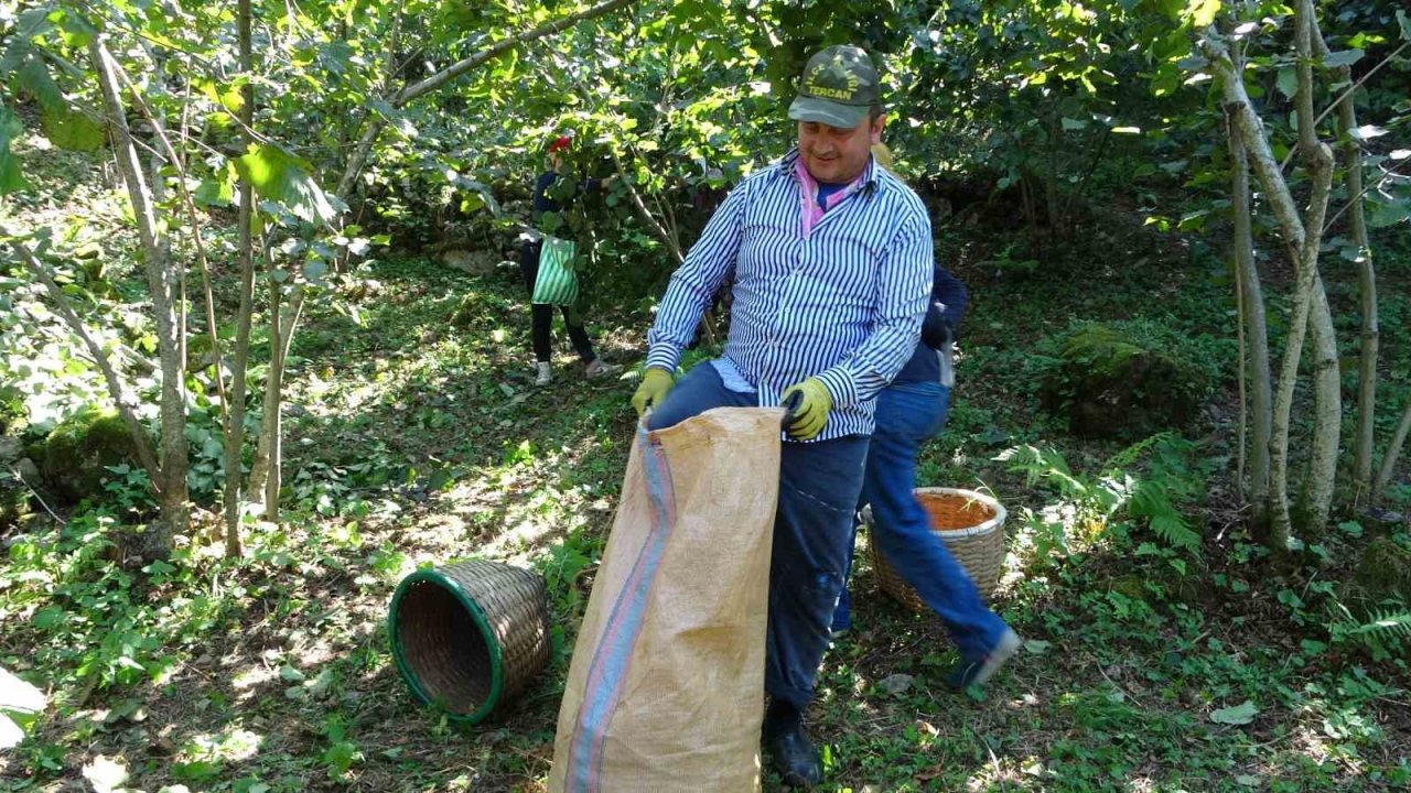 Ordu’da fındık hasadı başladı