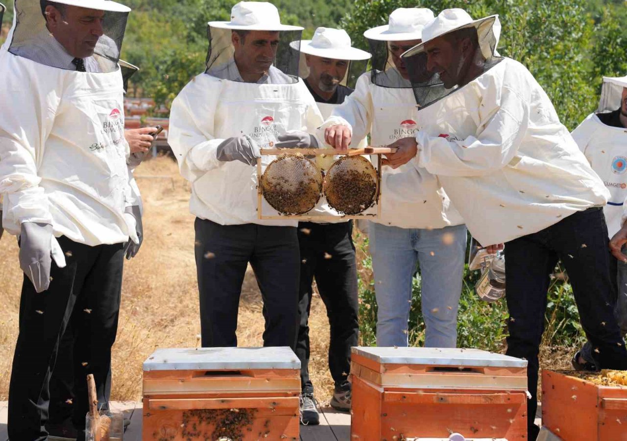Bir yılda 9 farklı dalda ödül alan dünya birincisi Bingöl balında hasat başladı