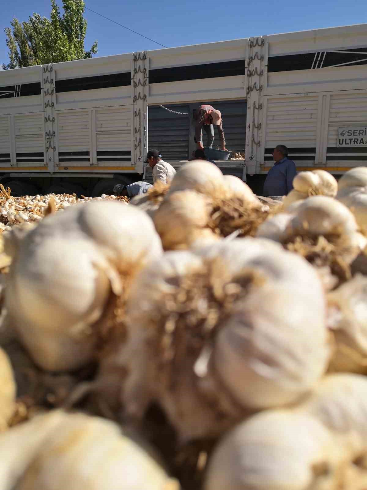 Yurt dışına ihraç olan organik sarımsağı susuzluk vurdu