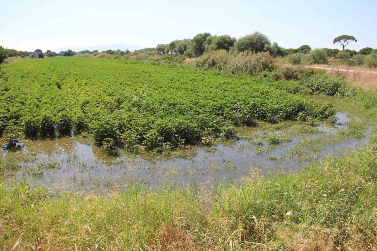 Menderes Nehri’ndeki su seviyesi üreticileri memnun ediyor