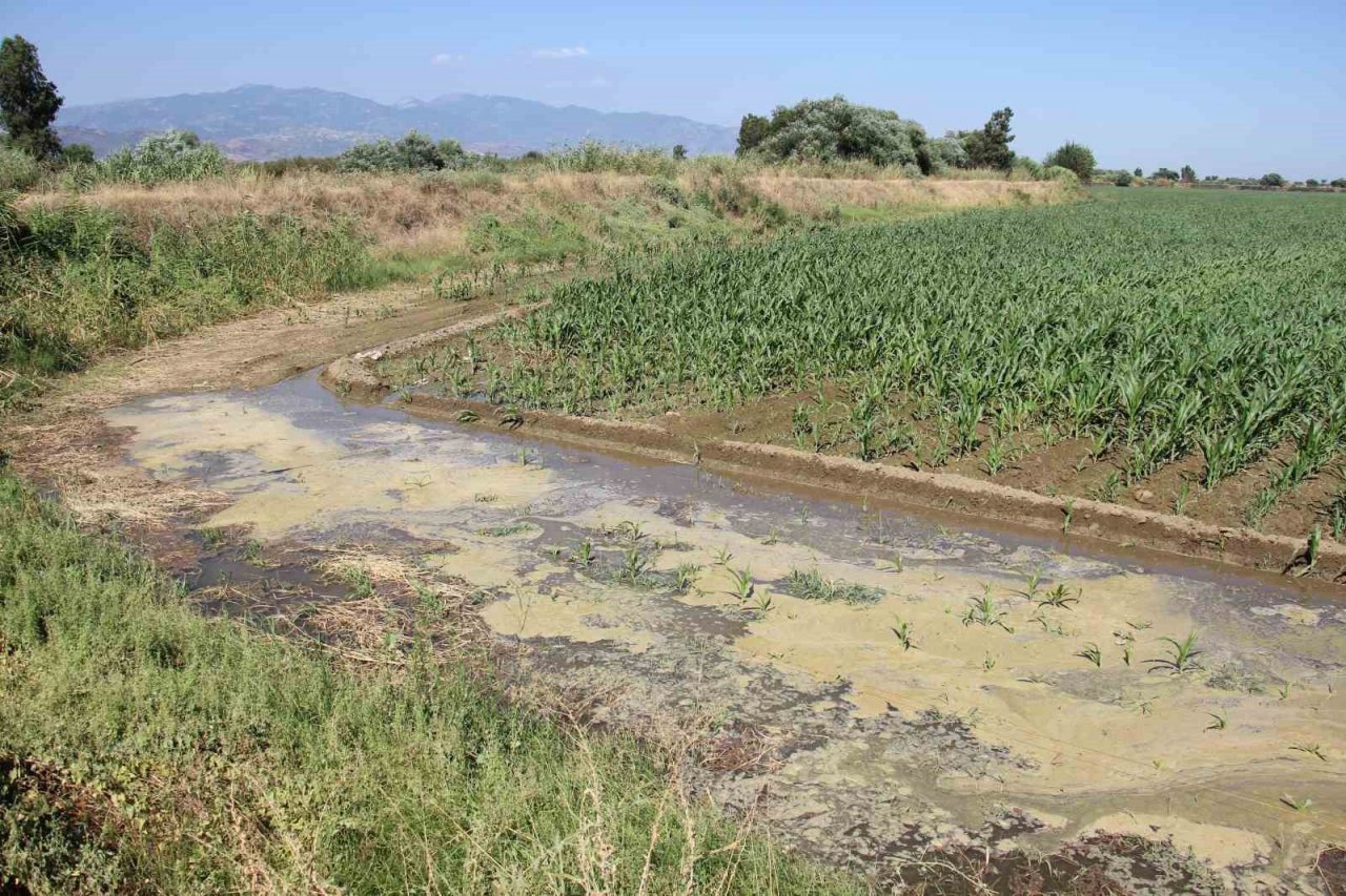 Menderes Nehri’ndeki su seviyesi üreticileri memnun ediyor