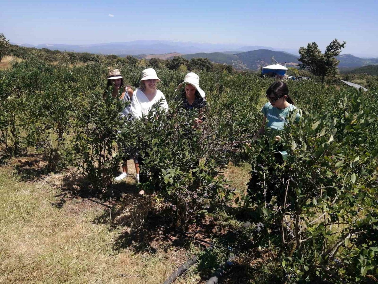 Yaban mersini hasadını Romanyalı kızlar yaptı