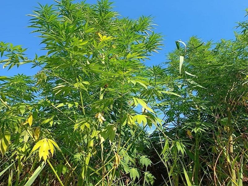 Bandırma’da jandarmadan uyuşturucu operasyonu