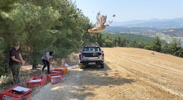 Kınalı keklikler yangın bölgelerine salındı