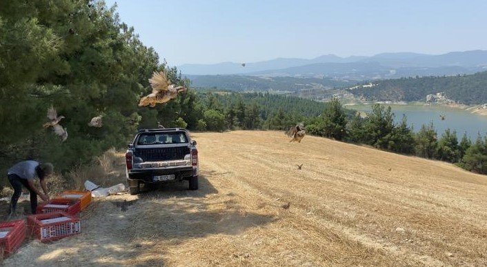 Kınalı keklikler yangın bölgelerine salındı