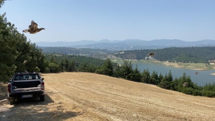 Kınalı keklikler yangın bölgelerine salındı