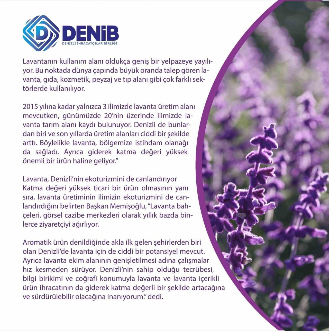 Denizli’nin mor bereketi; Lavanta