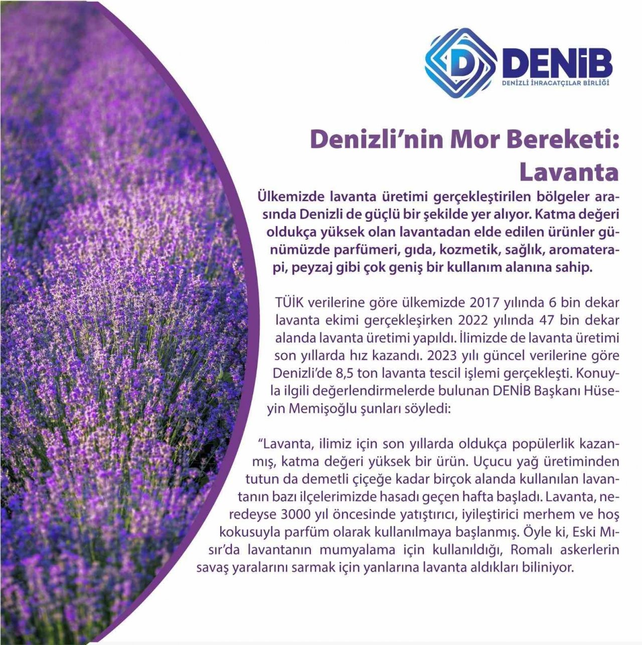 Denizli’nin mor bereketi; Lavanta