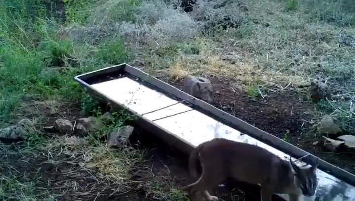 Yaban hayvanlarına su desteği