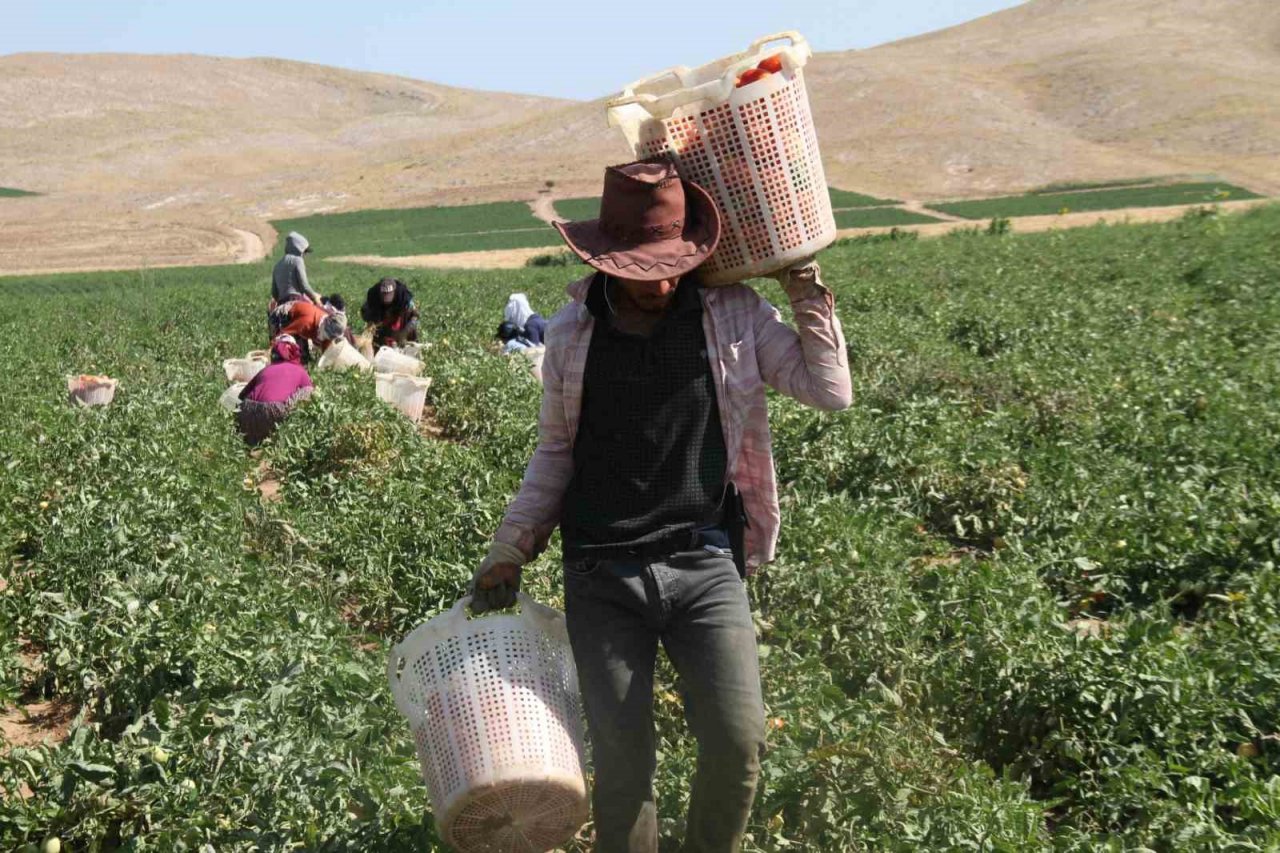 Elazığ domatesi dünya sofralarını renklendiriyor