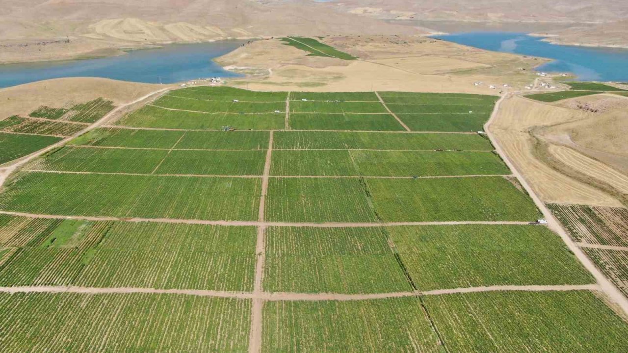 Elazığ domatesi dünya sofralarını renklendiriyor