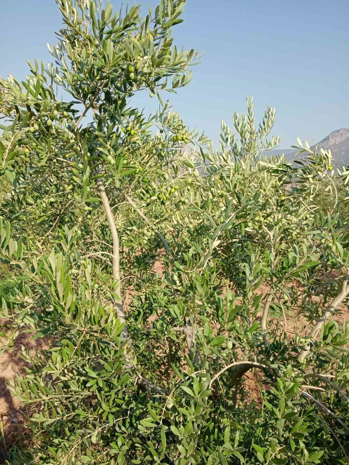 Eskişehirli çiftçiler zeytinde 5 ton rekolte bekliyor