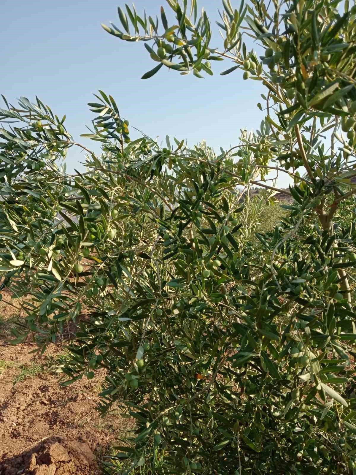 Eskişehirli çiftçiler zeytinde 5 ton rekolte bekliyor