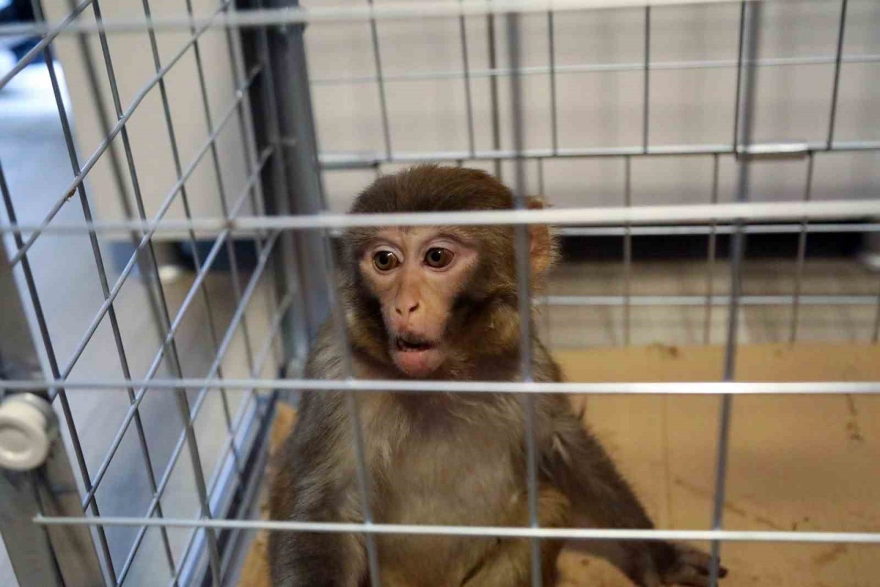 Bodrum’da bir firari maymun