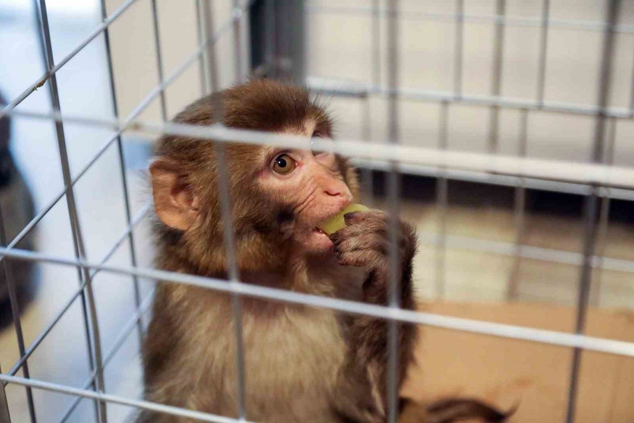 Bodrum’da bir firari maymun